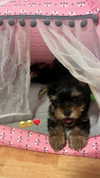 sofiya.pl Altpins Profile Picture