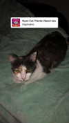 ll3nh3ntai Altpins Profile Picture