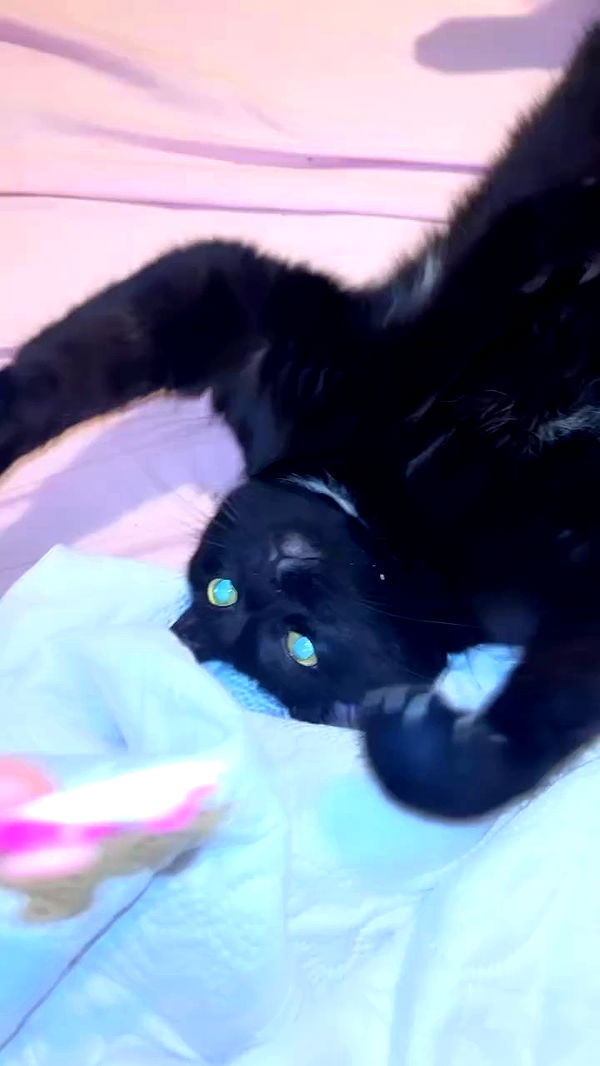 hellokittyangel666 archive video preview