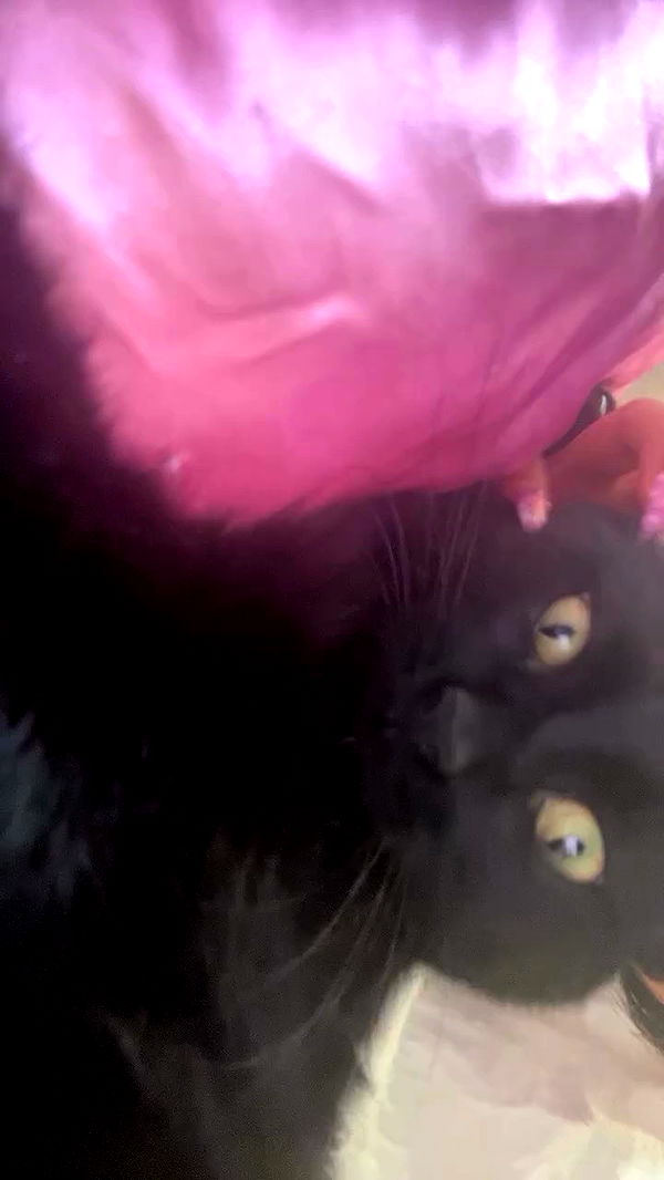 hellokittyangel666 archive video preview