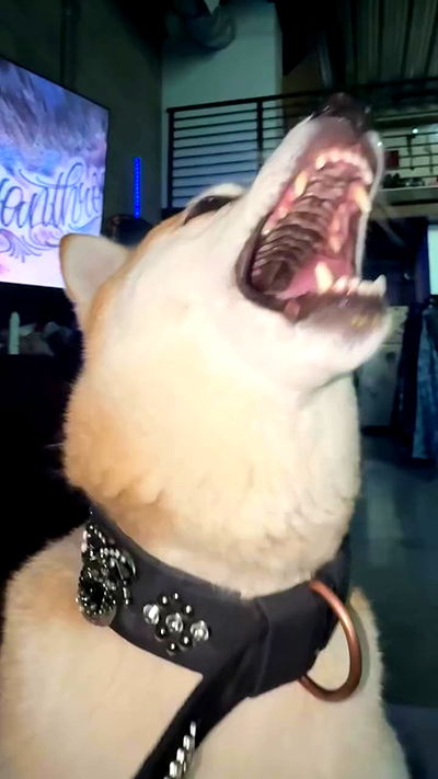 zommmbri zommmbri archive video