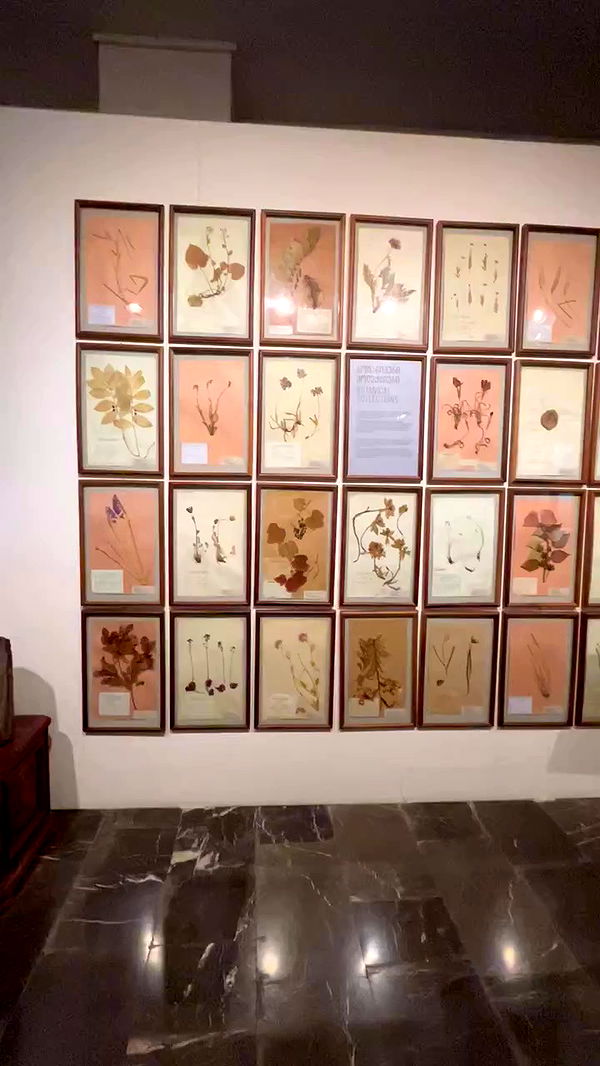 jaroslava_klavir archive video preview