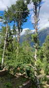 noa_mendel_ Altpins Profile Picture