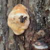 newpoort Altpins Profile Picture