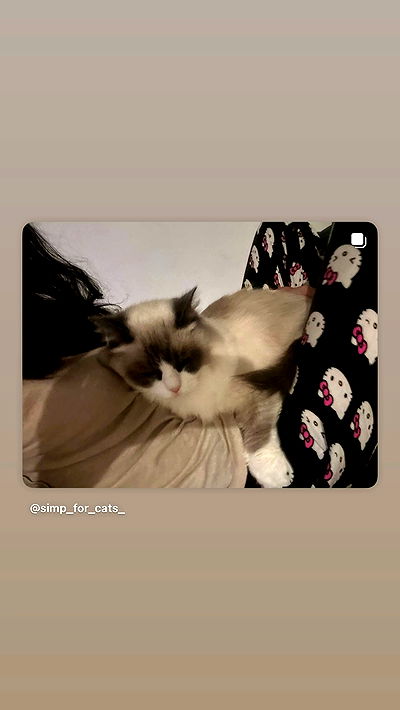 simp_for_cats_ simp_for_cats_ archive video