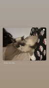simp_for_cats_ Altpins Profile Picture