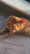 avitalll._ Altpins Profile Picture