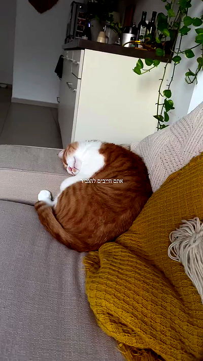 iambohema.v2 iambohema.v2 archive video