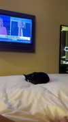 sydney_melman Altpins Profile Picture