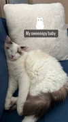 pixieonyxx Altpins Profile Picture