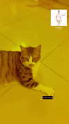 elohim_adirim Altpins Profile Picture