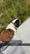 cclaire.bbear1 Altpins Profile Picture