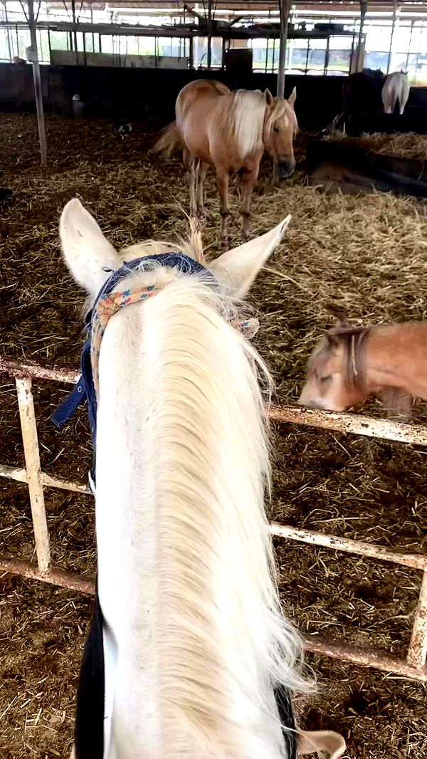 dustheadd archive video preview