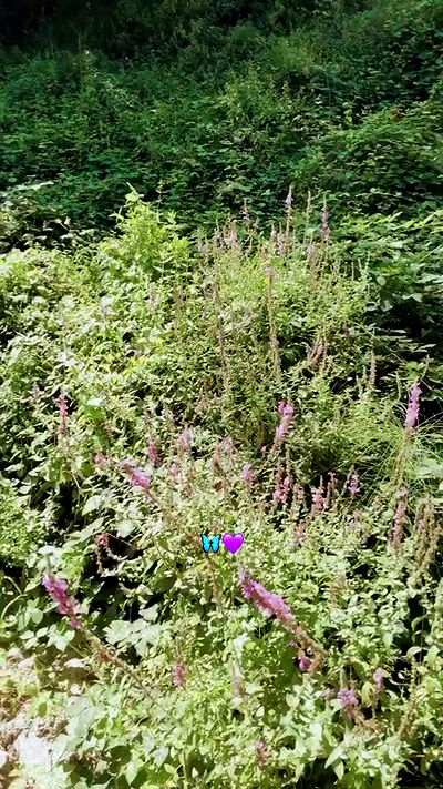 aekamee aekamee archive video