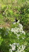sarah.anne.dipity Altpins Profile Picture