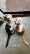 roni_ackerman Altpins Profile Picture