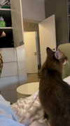 railey.tv Altpins Profile Picture