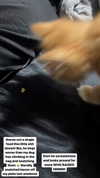 magg0tfleshh Altpins Profile Picture