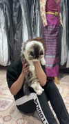 lemoon.ah Altpins Profile Picture