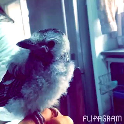 kesemgreenyer kesemgreenyer archive video