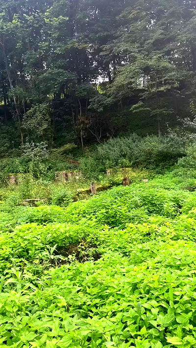 jaroslava_klavir jaroslava_klavir archive video