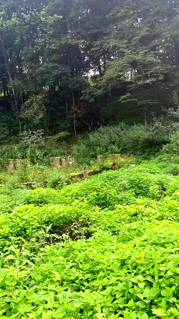 jaroslava_klavir archive video preview