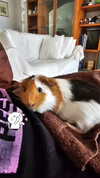 la.vica_ Altpins Profile Picture