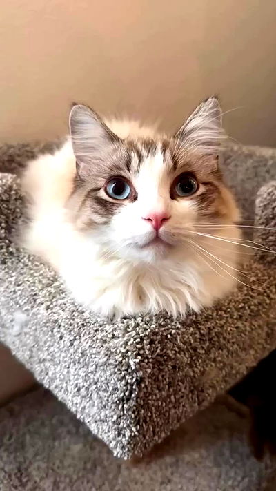 pinkchyuwu pinkchyuwu archive video