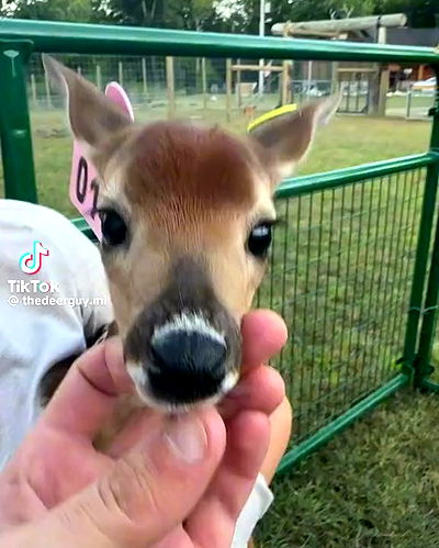 redroomromance redroomromance archive video