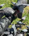 mollieruck Altpins Profile Picture