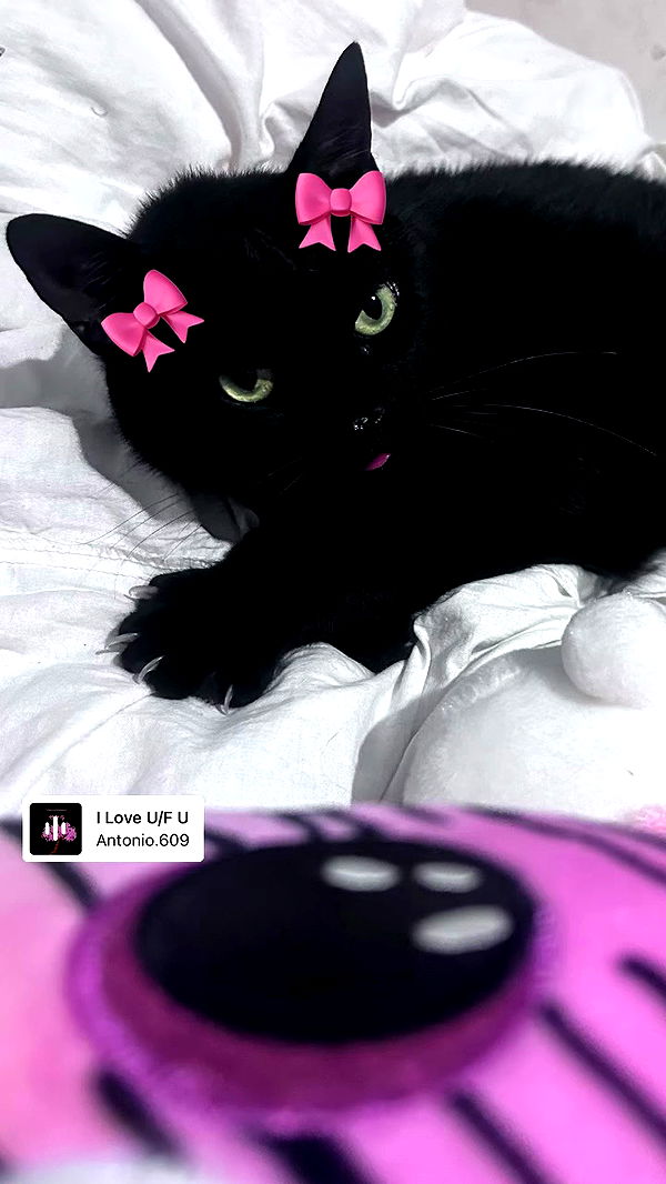 hellokittyangel666 archive video preview