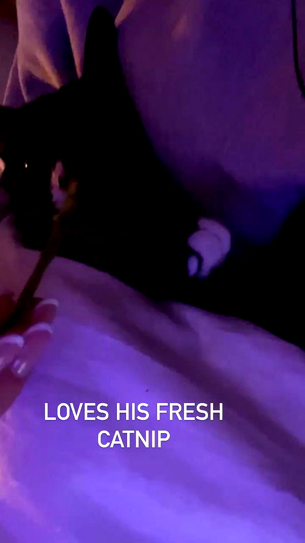 sydney_melman archive video preview