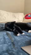 sydney_melman Altpins Profile Picture