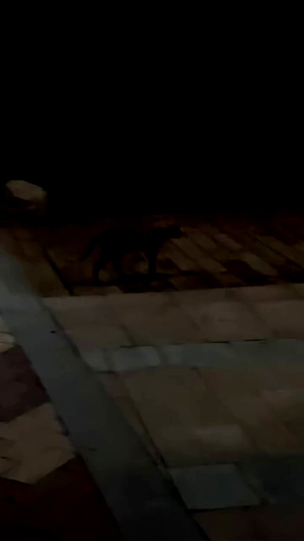 lejinfan archive video preview