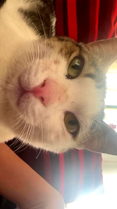 moonliliaght moonliliaght archive video