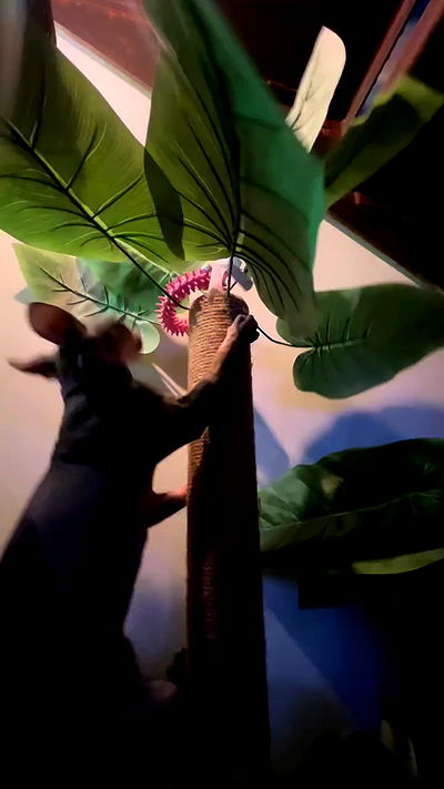 zommmbri zommmbri archive video