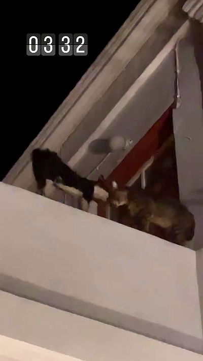 jaroslava_klavir jaroslava_klavir archive video