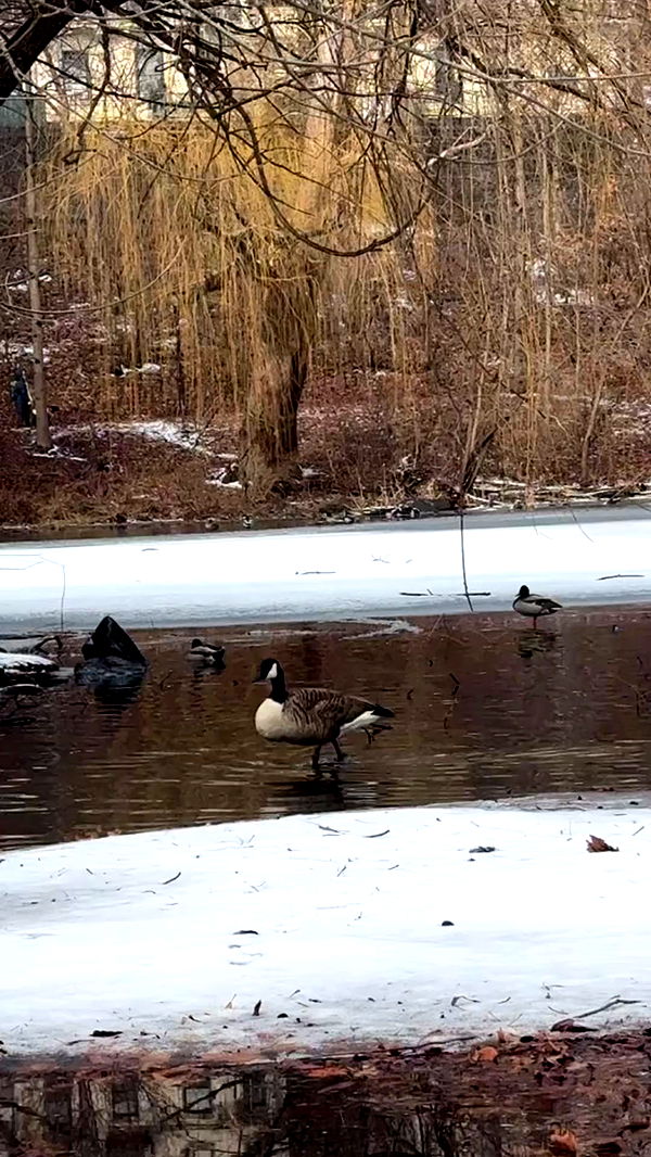 biton__adi archive video preview