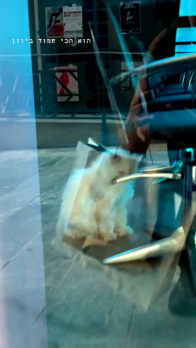 romy_ayalla_lavi romy_ayalla_lavi archive video