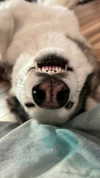 astarwbry_ Altpins Profile Picture