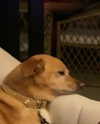 arianagrande Altpins Profile Picture