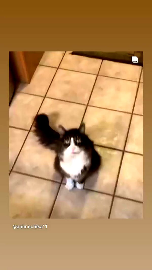 _animechika_ archive video preview