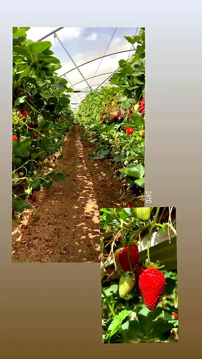 jaroslava_klavir jaroslava_klavir archive video