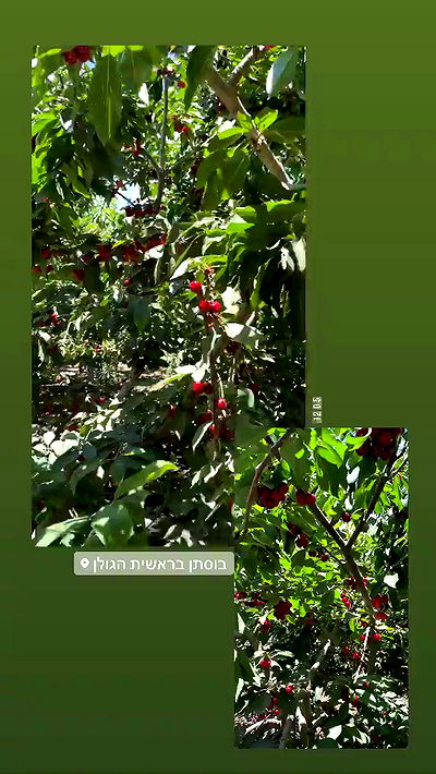 jaroslava_klavir jaroslava_klavir archive video