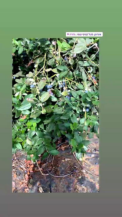 jaroslava_klavir jaroslava_klavir archive video