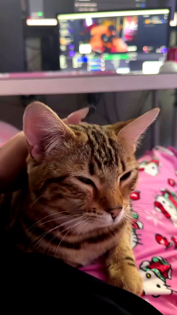 laurinchhhe archive video preview