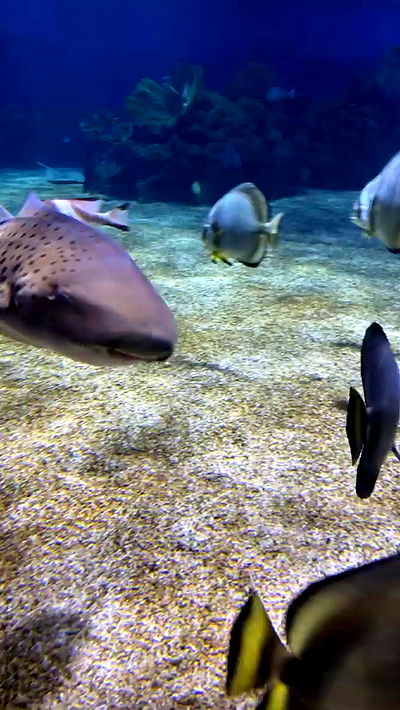 jaroslava_klavir jaroslava_klavir archive video