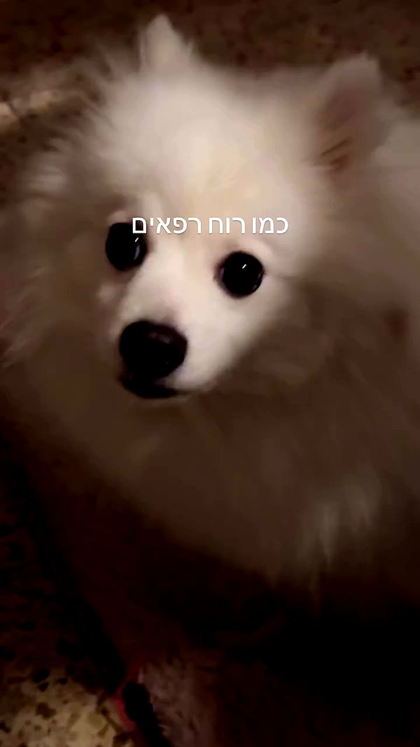 romy_ayalla_lavi archive video preview