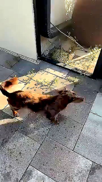 sophieraiin sophieraiin archive video