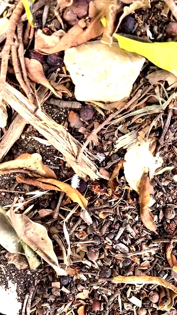 osher_yakir archive video preview